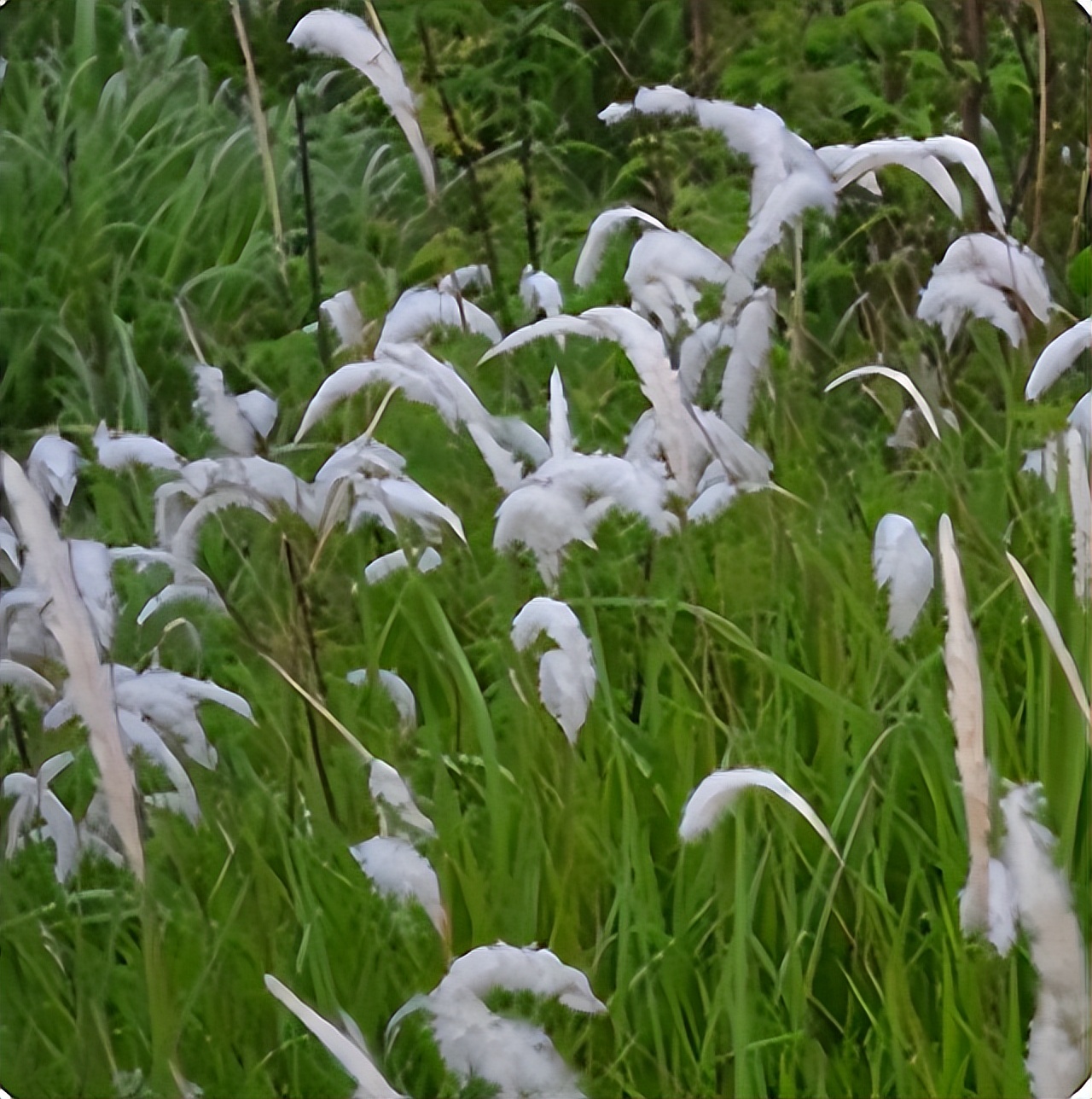 声律启蒙下卷十三,声律启蒙下卷十三全文