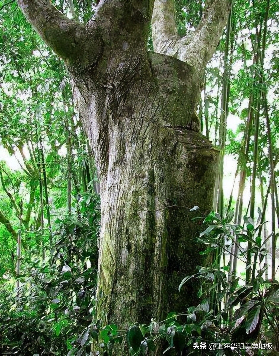 鍗庢槑缇庡,鍗庢槑缇庡瀹炴湪澶嶅悎鍦版澘