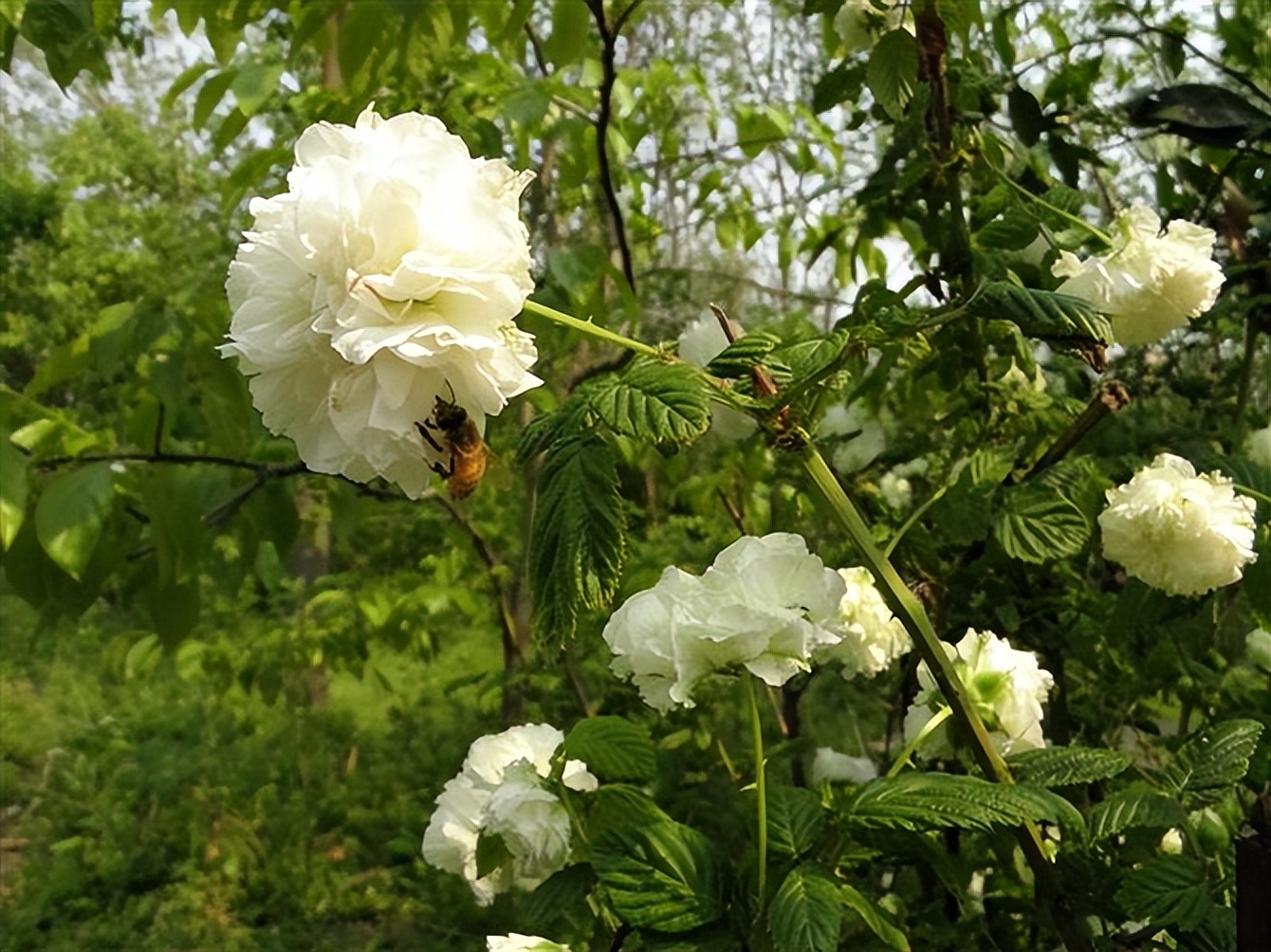 开到荼蘼的文化含义,荼蘼表达什么意思