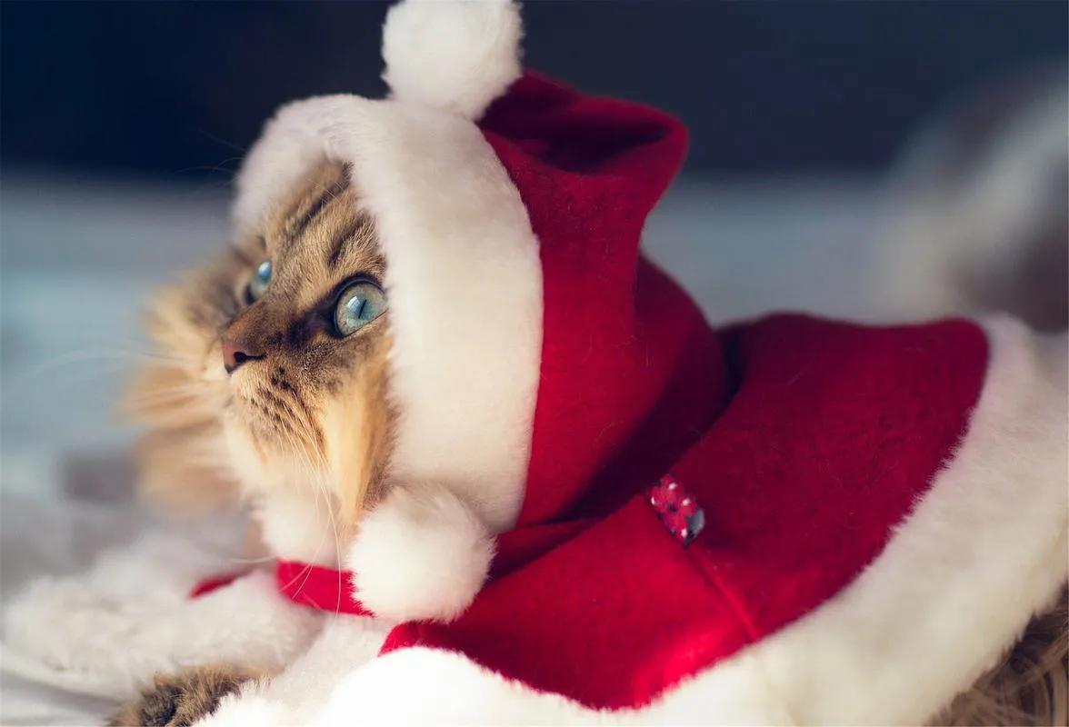 养猫劝退指南看完你还想养猫吗,冲动养猫有什么后果