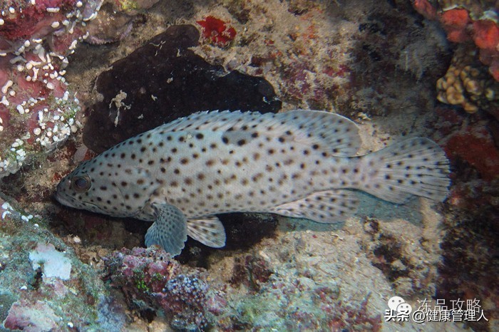美容护肤食疗方案,美容护肤养生介绍
