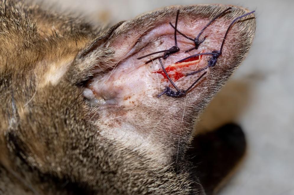 猫咪耳朵皮肤变黑了怎么回事,猫咪耳朵里的脏东西怎么清理