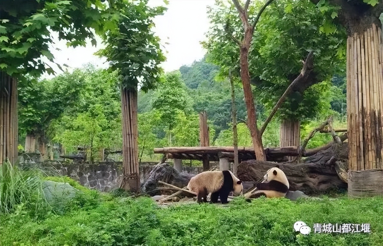 都江堰熊猫谷里的国宝,都江堰市大熊猫国家公园