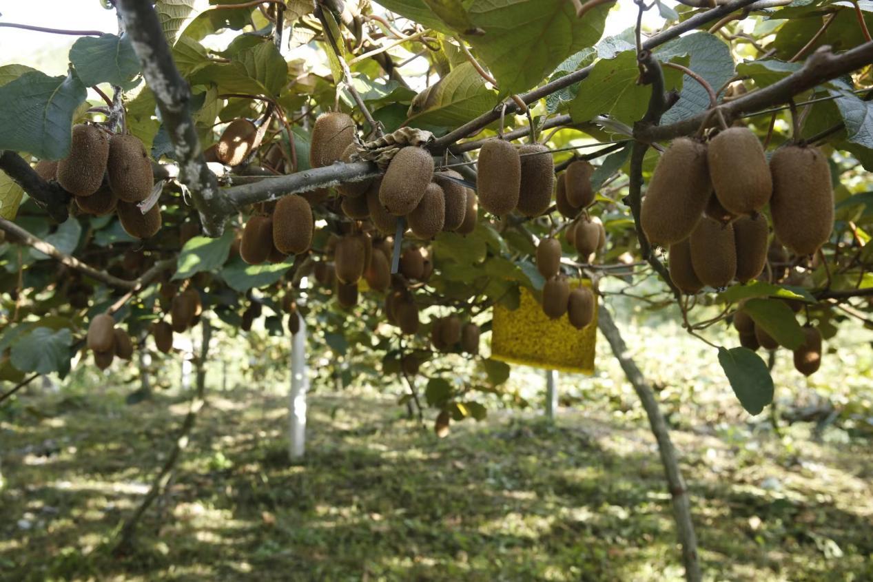 生鲜电商交易规模破亿,生鲜电商的盈利困局在哪