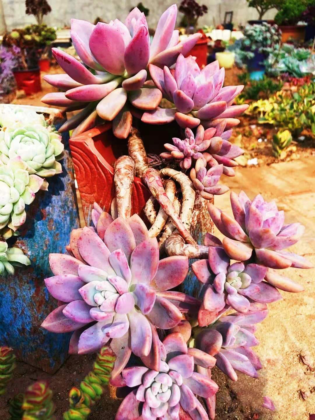 多肉奥普琳娜是跟桃蛋一样难养吗,多肉奥普琳娜多头