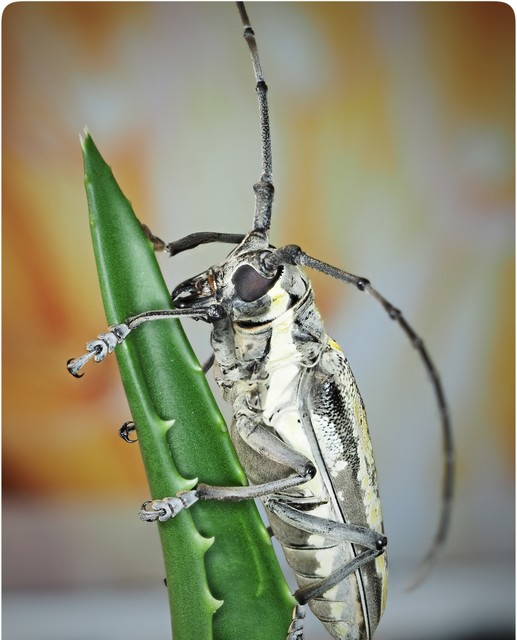 夏季农村常见昆虫天牛,天牛是什么昆虫