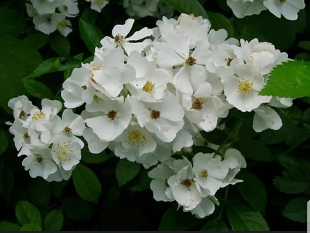 月季蔷薇玫瑰三者的区别图,蔷薇月季玫瑰的区别和联系