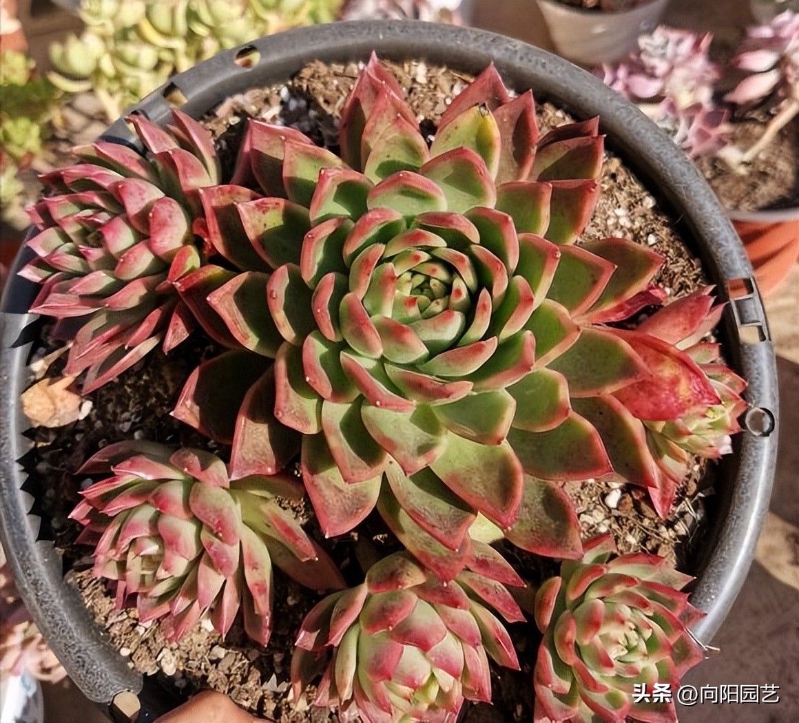 冬天多肉被冻得软了还能活吗,冬天买多肉能活吗