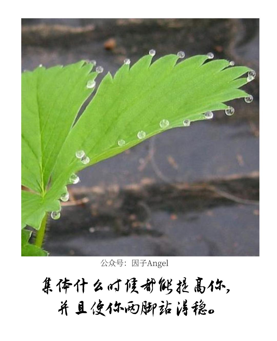 植物之36技——吐