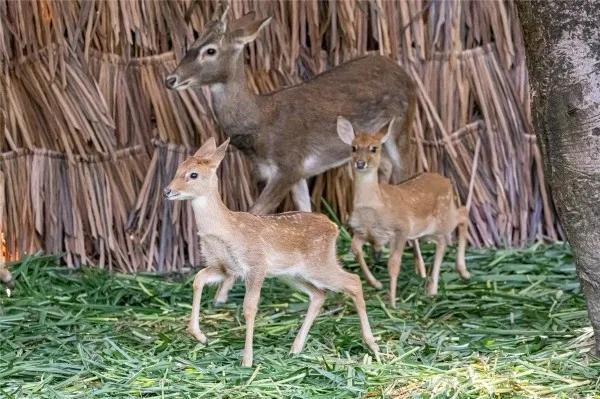 广州长隆野生动物园全部动物,广州长隆野生动物园所有动物介绍