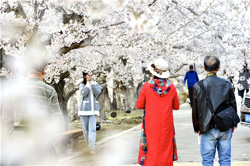 春城樱花惹人醉,赏樱花听歌美景如画