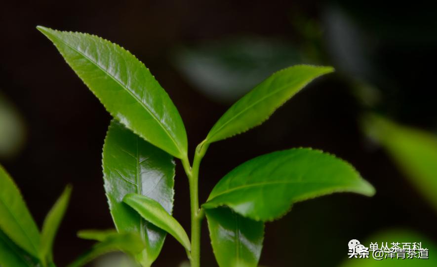 了解一下凤凰单丛,了解凤凰单丛