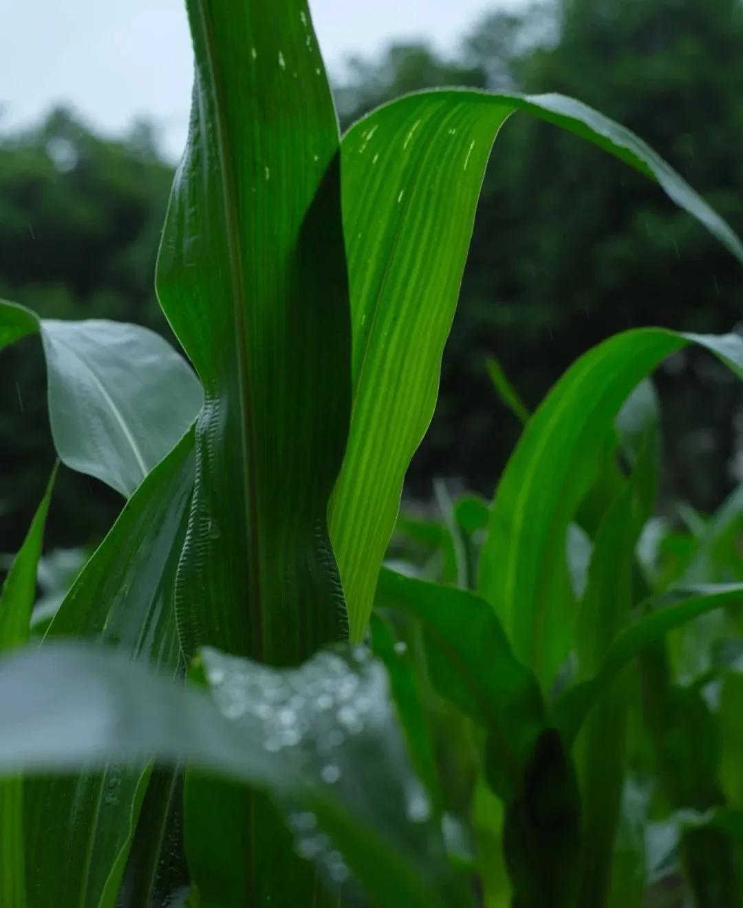 裁红点翠指的生肖,成语裁红点翠