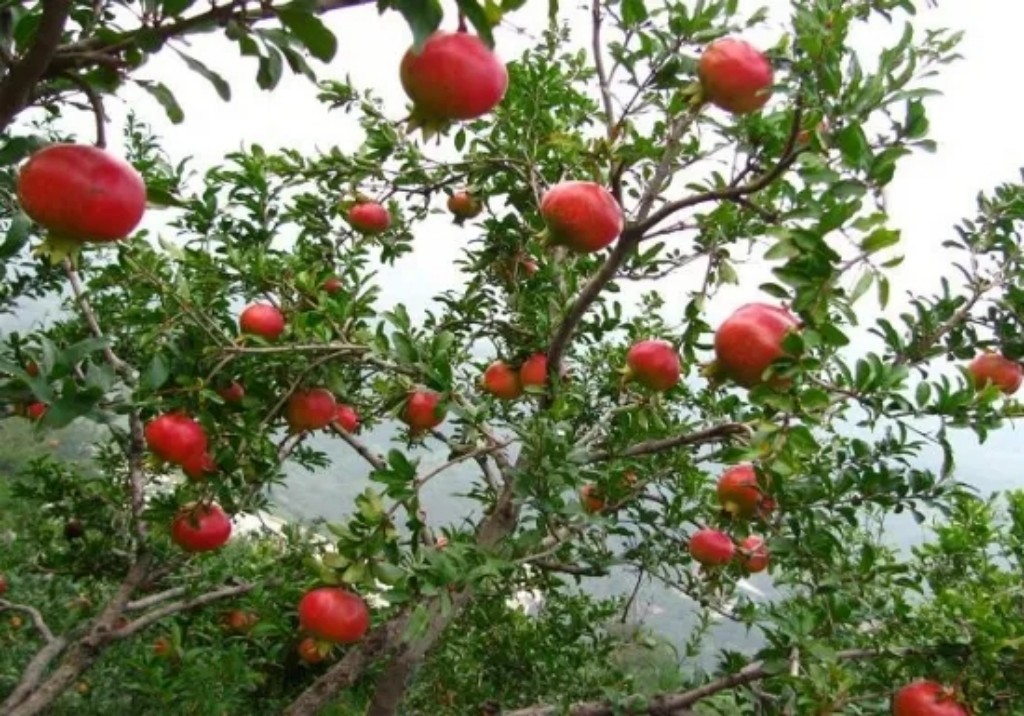 「学有榜样鉴」柳秋华：开拓创新乐奉献春华秋实慰心田