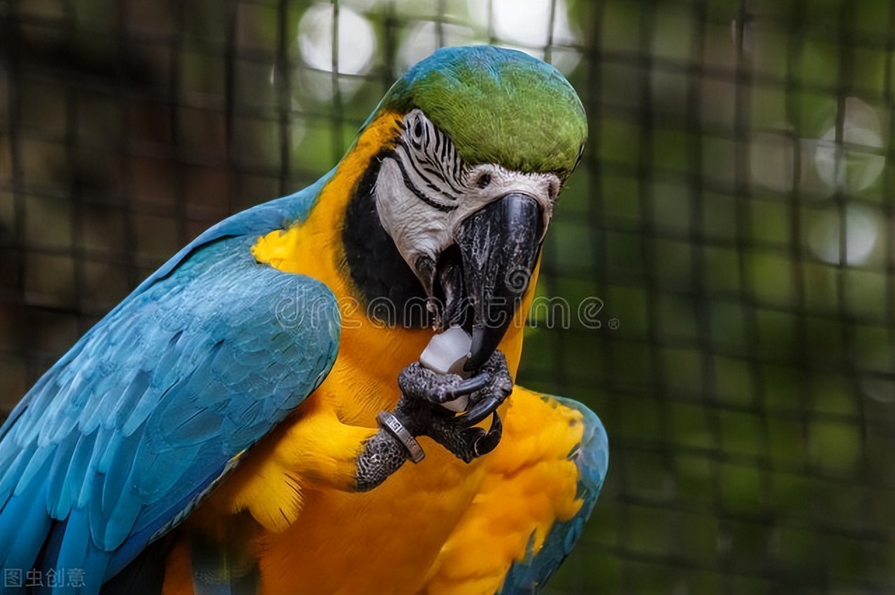 鹦鹉缺钙喂什么好养护视频,宠物鹦鹉吃什么食物好养