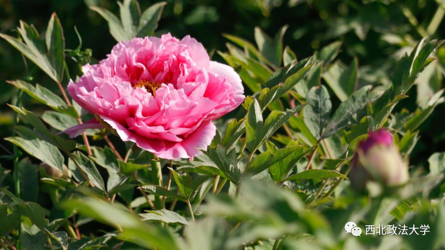 西法大到底是什么,西法大是什么意思网络用语