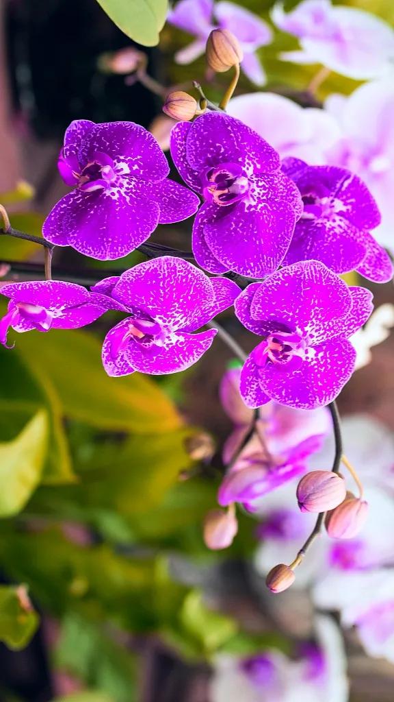 兰花原创图片,兰花品种大全