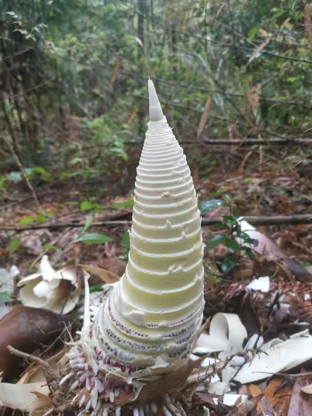 【原创】散文·江南春笋