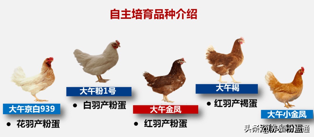 粉壳蛋鸡最大蛋品种,罗曼粉壳蛋鸡