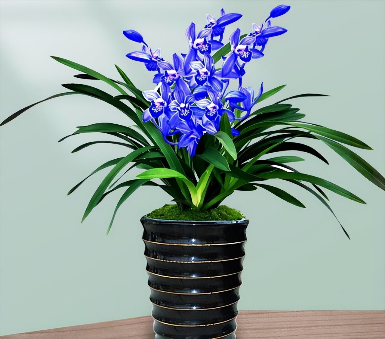 不起眼却很美丽的小花图片,不起眼但沁人心脾的花