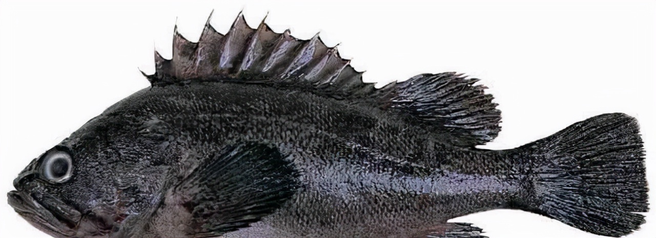 最常见的50种食用鱼吃法和价格,十种常用食用鱼类介绍