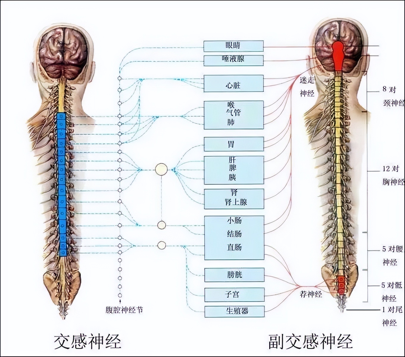 男性尿完尿为什么会抖一下,为什么尿完尿会抖一下