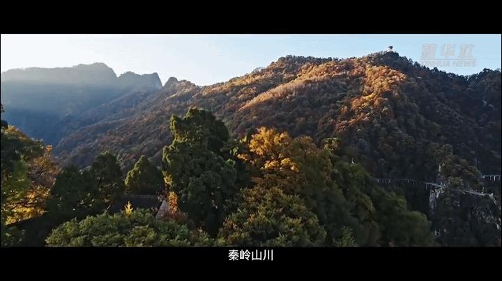 梦想种子发芽视频,梦想种子的视频