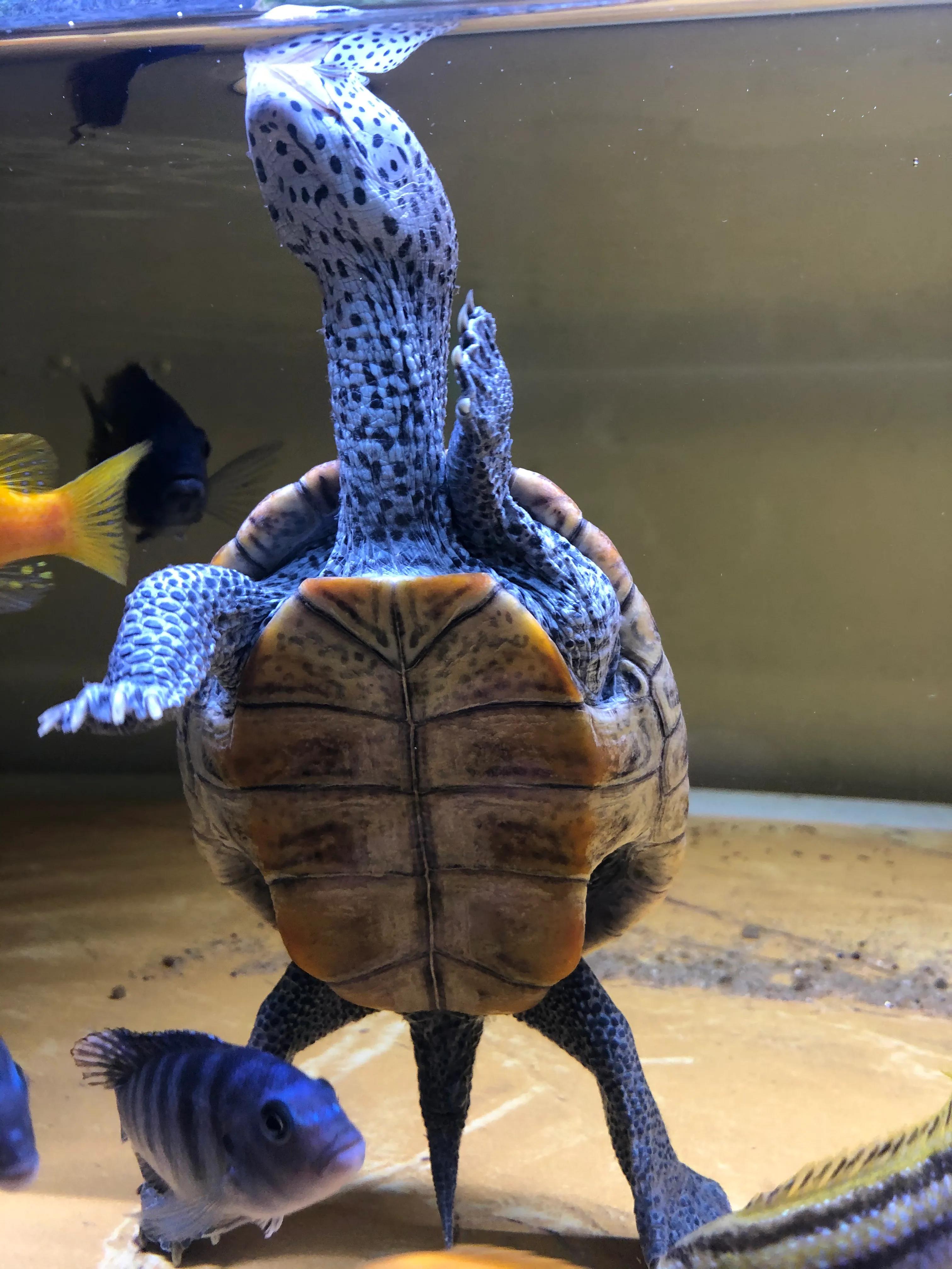 养龟上瘾,养龟人有什么特征