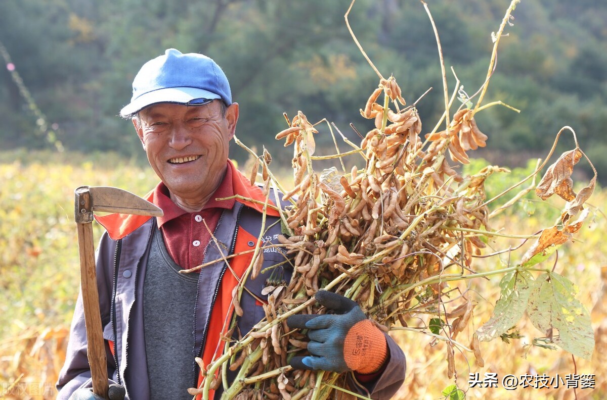 大豆上打啥药能让大豆高产,如何才能种出高产优质的大豆