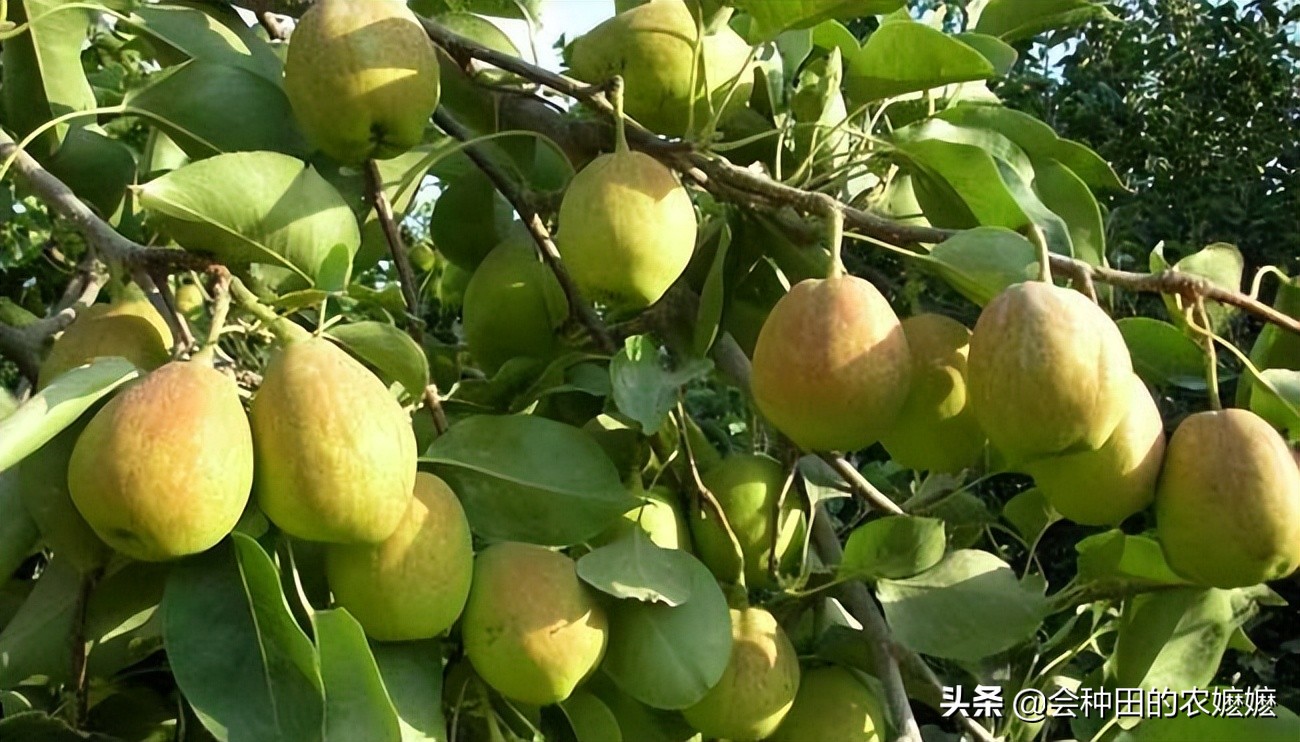 梨树种植注意5点产量高收益好,梨树果实膨大期施啥肥料最好杀菌