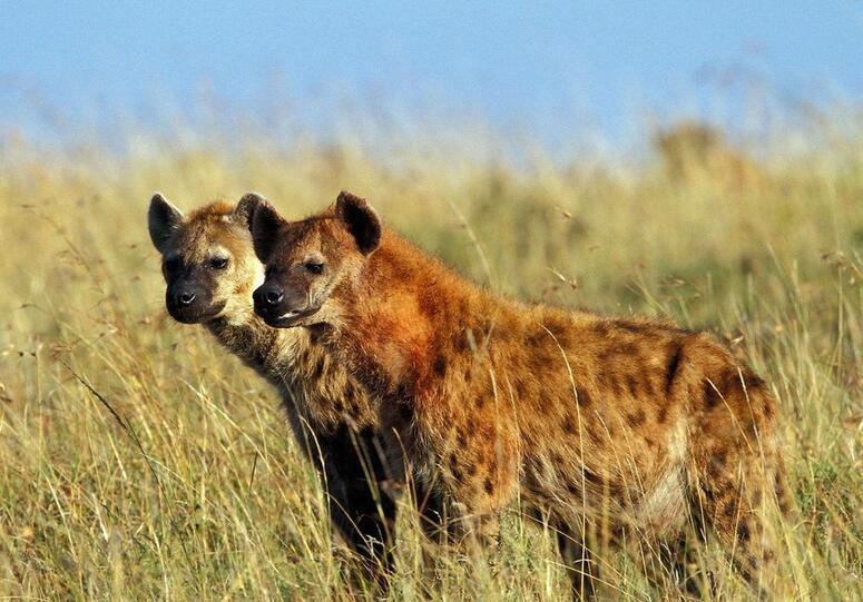 世界上最快的动物排行榜：阿猫阿狗都敌不过它们！