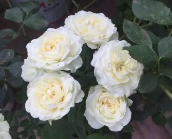 常见切花月季一览（40）（接上期）