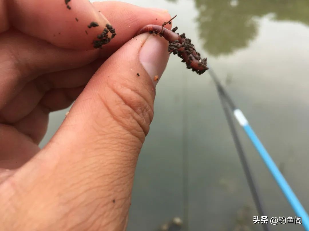 用什么办法可以让鱼快速的长大,一招让鱼开口