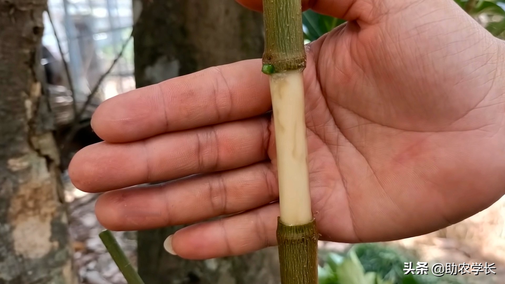 无土栽培菠萝蜜种,菠萝蜜枝条生根种植法