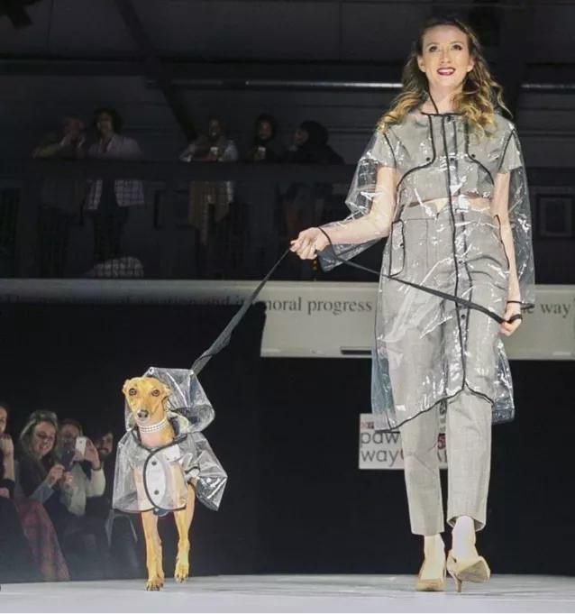 一只被抛弃的小狗逆袭变身超狗,一只被逆袭的中国狗狗