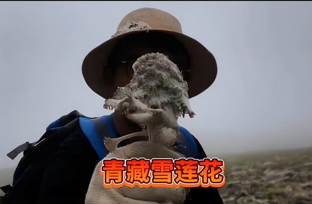 真刑，又有博主采挖“青藏雪莲花”！5-7年开花一次，开完就死亡