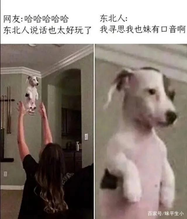 沙雕日报:网友:东北话太有意思了东北人:我也妹觉得有啥意思啊？