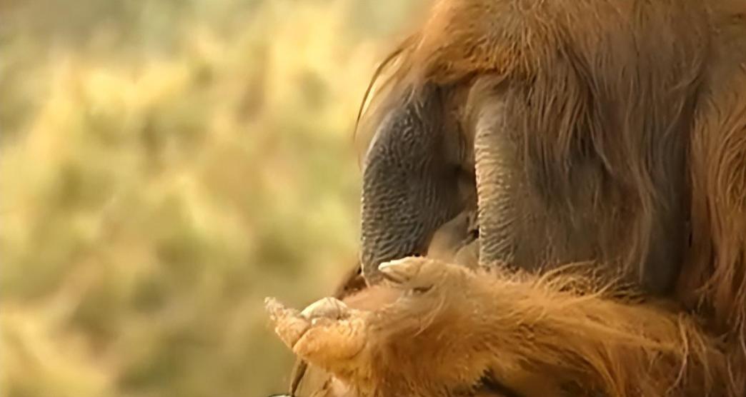 大猩猩减肥,红毛大猩猩减肥