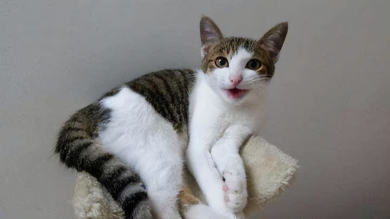 忽悠我养“简州猫”的人，你们把我给害苦了