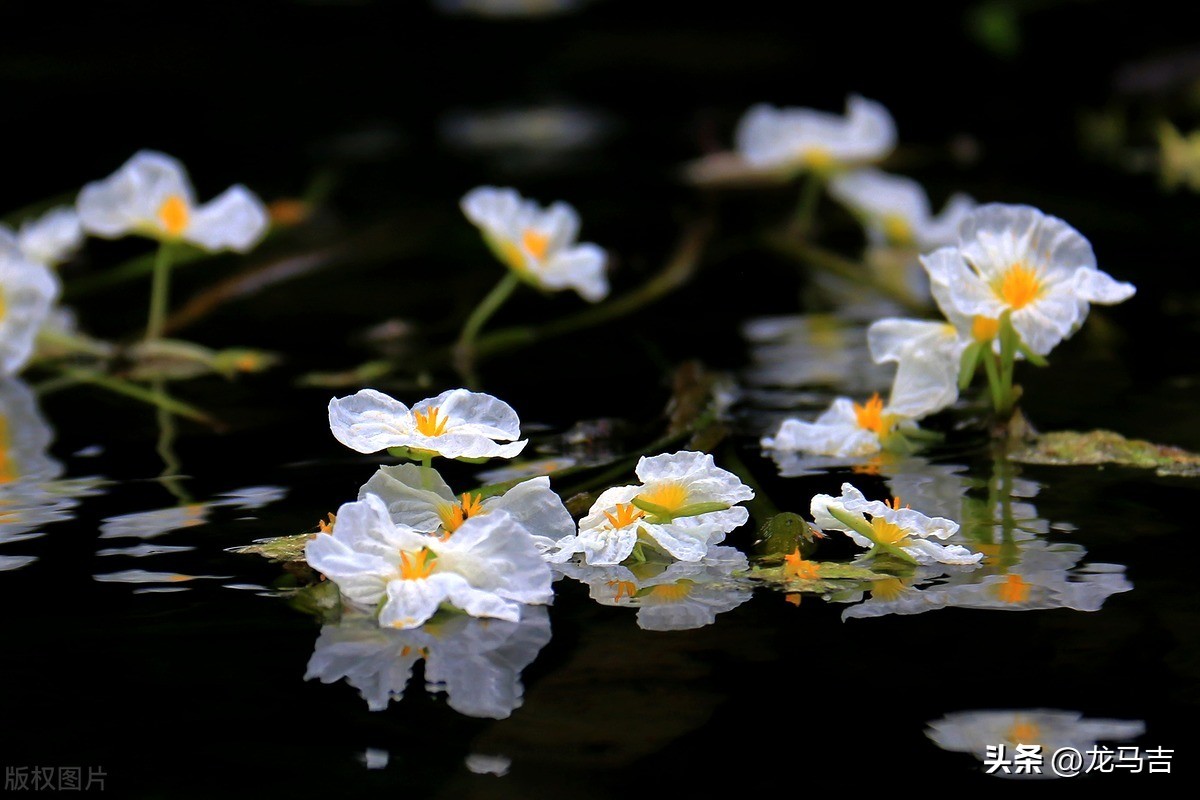 二月二龙抬头的诗词三十六首,二月二龙抬头古诗词赏析