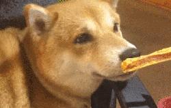 养狗这么久才知道，每次回家狗狗过来“闻”我，原来是“查岗”