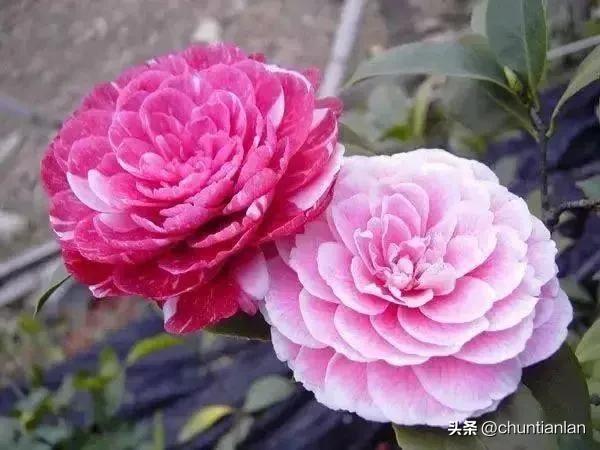 山茶花纯音乐,山茶花