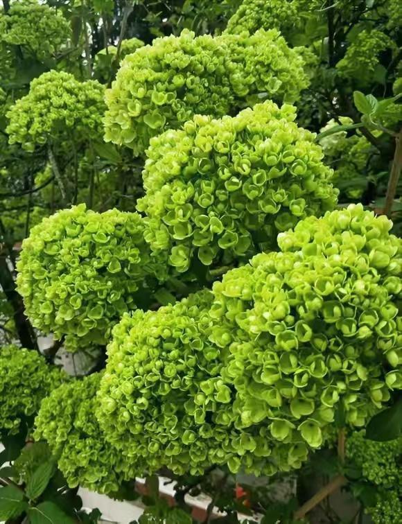 庭院四季常青不怕晒又耐寒的花树,适合在庭院里种植的花树有哪些