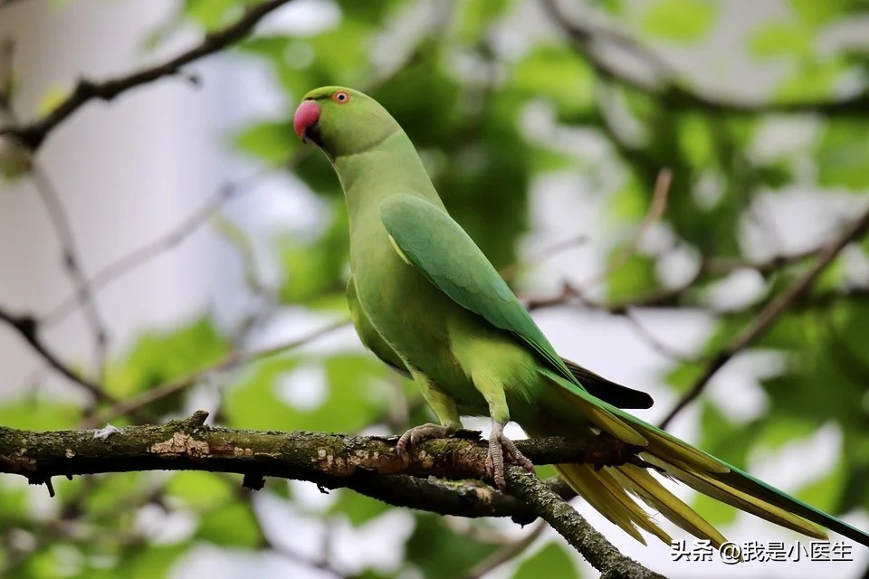 男性得了梅毒怎么治疗最有效,梅毒能彻底治疗除根吗