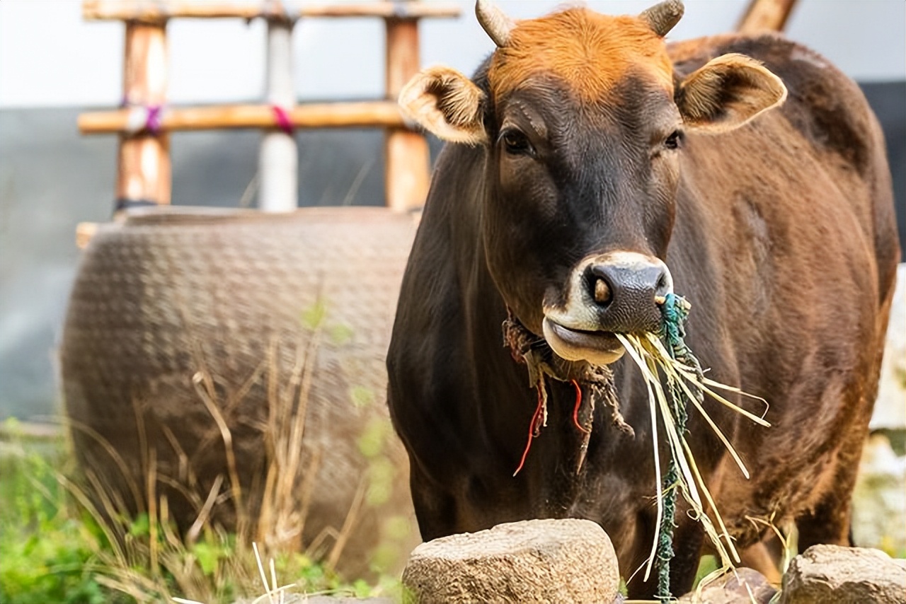 牛烂舌头,牛流口水吐白沫浑身颤抖怎么治