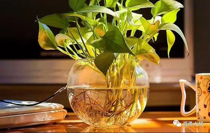 12层高的楼能进蚊子吗,住在13楼怎么还有蚊子