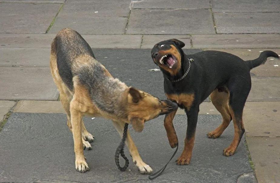 狗子去动物园看见老虎的反应,老虎见到狗子和狗子的反应