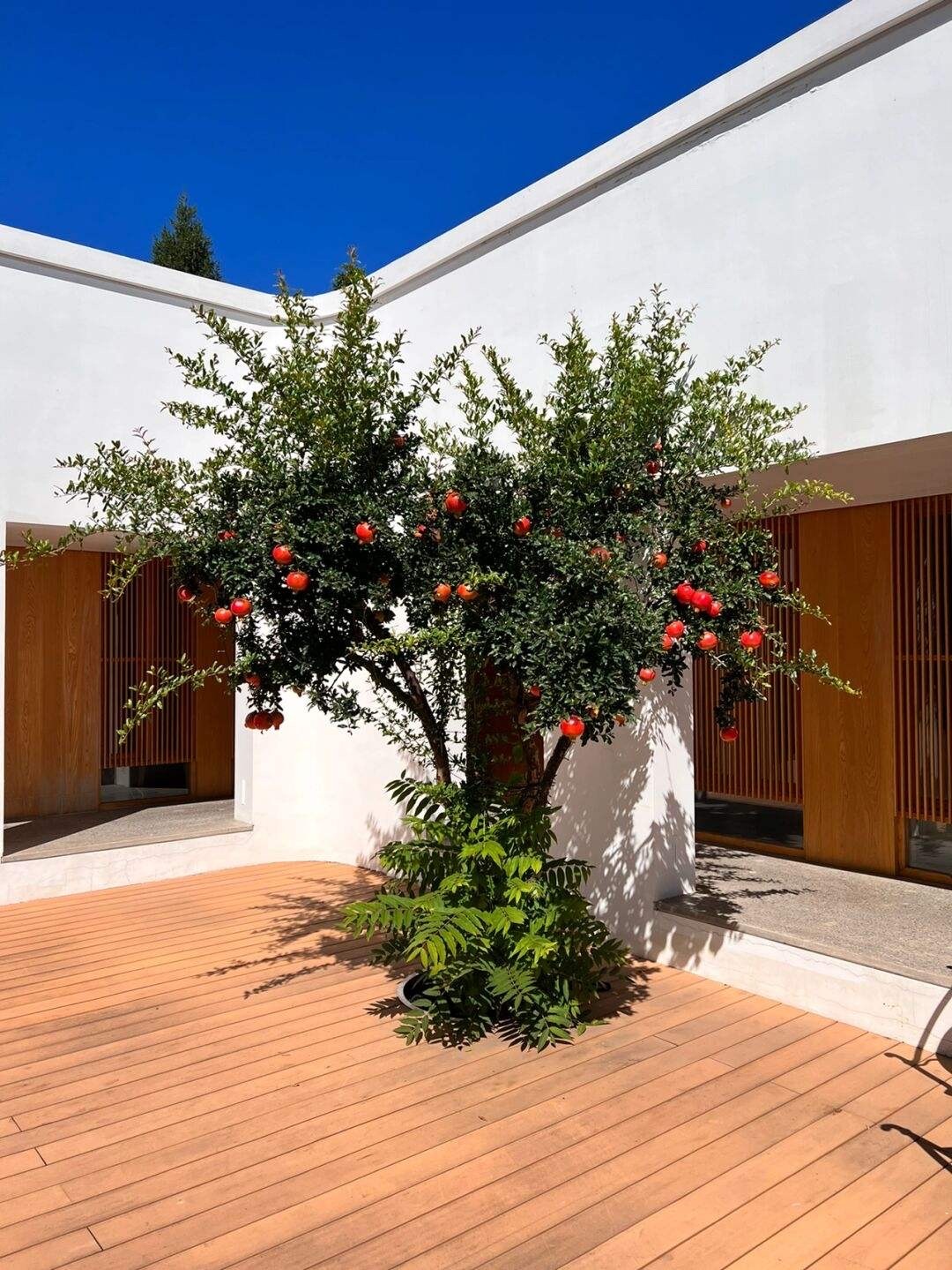 适合家庭院子种植的大型果树,适合阳台种植的果树结果多