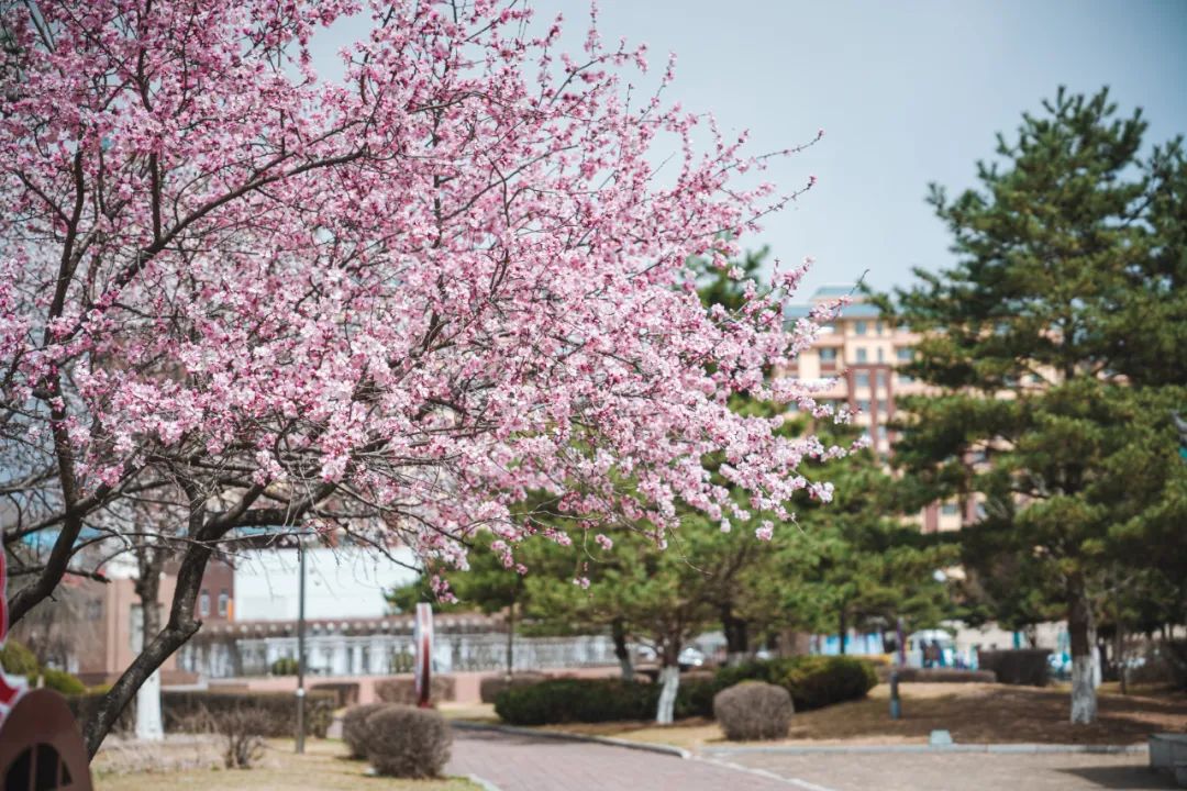 花漾一站式,花漾图们一站式体验春日浪漫