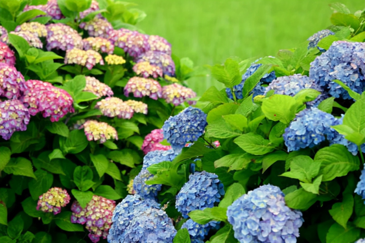 公园路边植物图片,路边的小植物有哪些